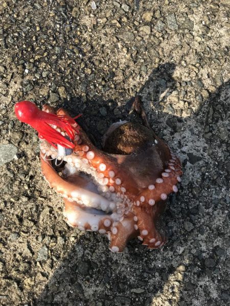 昨日に続きタコ!