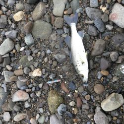 小さなボイル小さなフィッシュイーター