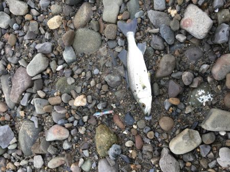 小さなボイル小さなフィッシュイーター