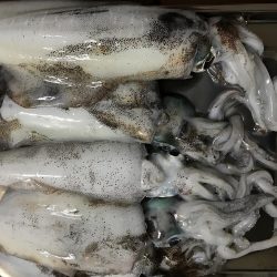 南紀でエギングランガン