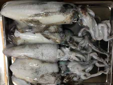 南紀でエギングランガン