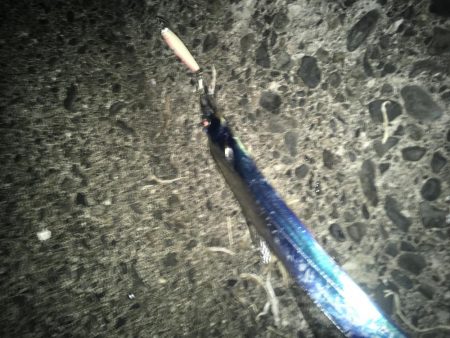 タチウオワンチャン