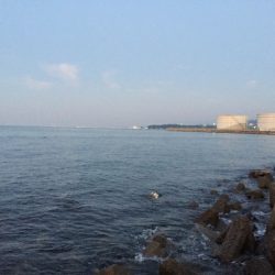 今日もアジ探し