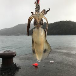 20171118-19大雨暴風たまに霰