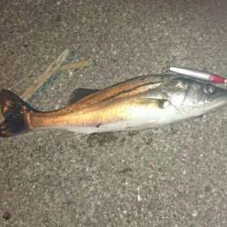 メバル&シーバス