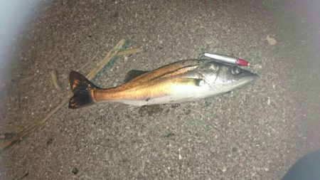 メバル&シーバス