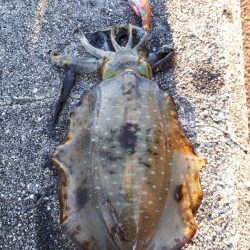 久しぶりエギング