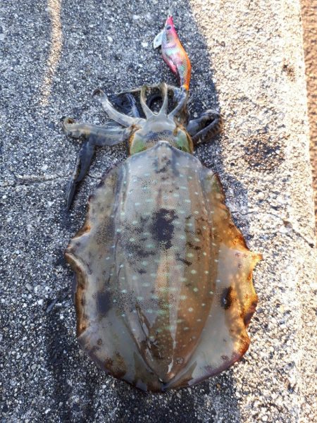 久しぶりエギング