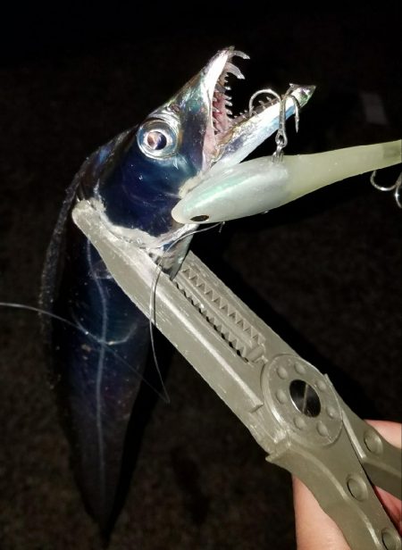 ナイトブルーを求めて！