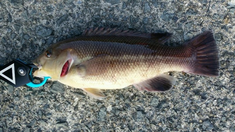 必殺イソメ撒き(´・ω・｀)