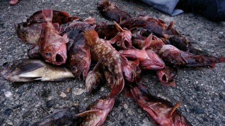 菅島　穴釣り釣行