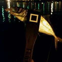 舞洲アジングNO5