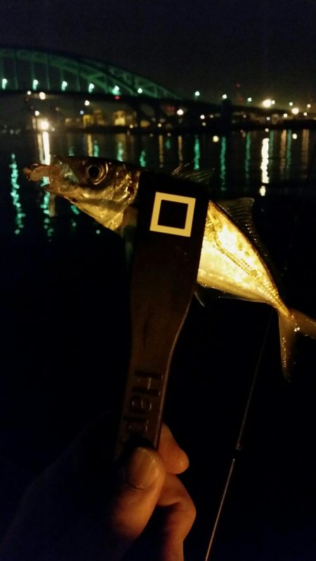 舞洲アジングNO5