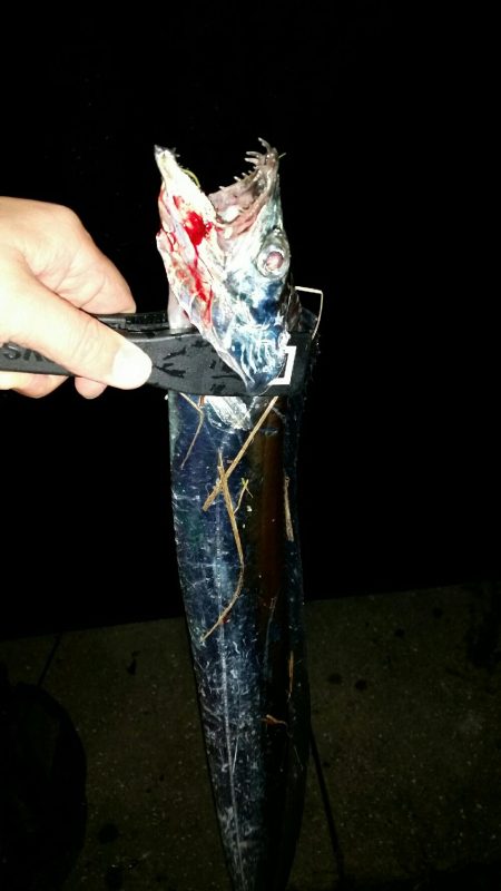 太刀魚調査NO2