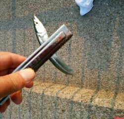 サンマ級サヨリ