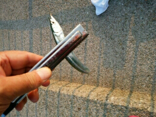 サンマ級サヨリ