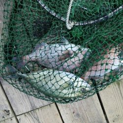 釣り堀田尻。田尻の日