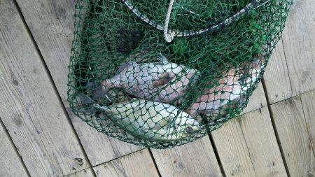 釣り堀田尻。田尻の日