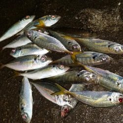 癒しのアジング！