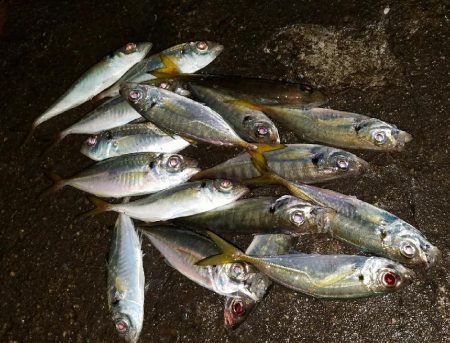 癒しのアジング！