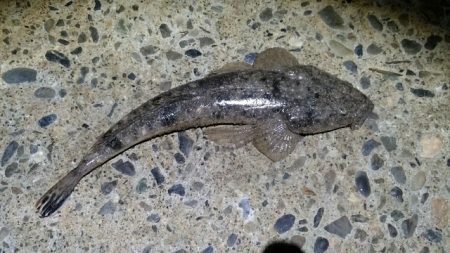 強風河口フィッシング