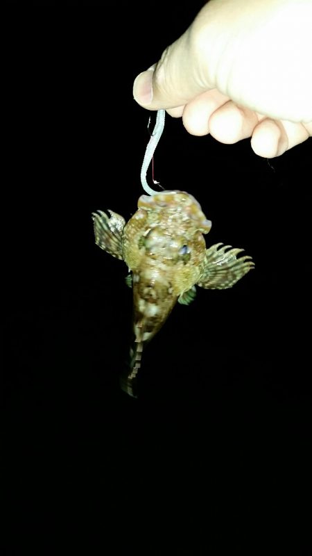 ロックフィッシュ調査NO1