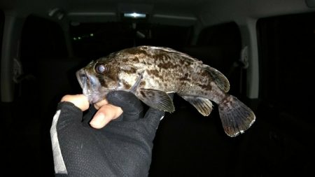 初ライトゲーム　港内