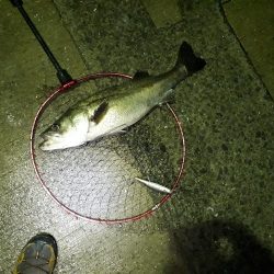 マイワシーバスからのタチウオ