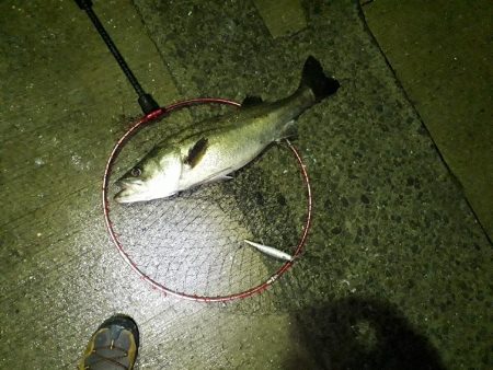 マイワシーバスからのタチウオ