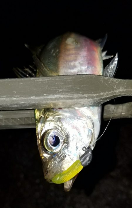 太刀魚からのアジ！