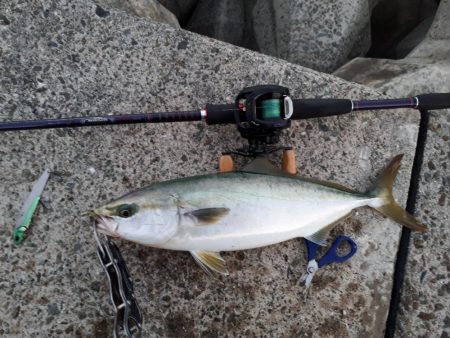 ハマチサゴシーバス