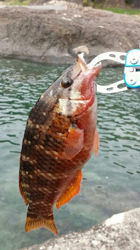 えんじゅがはま