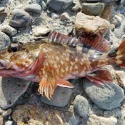 渋いですねぇ…