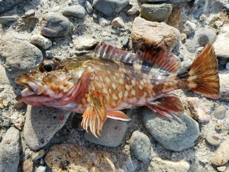 渋いですねぇ…