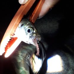 アジングからのイワシ