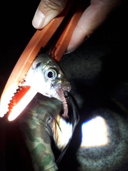 アジングからのイワシ