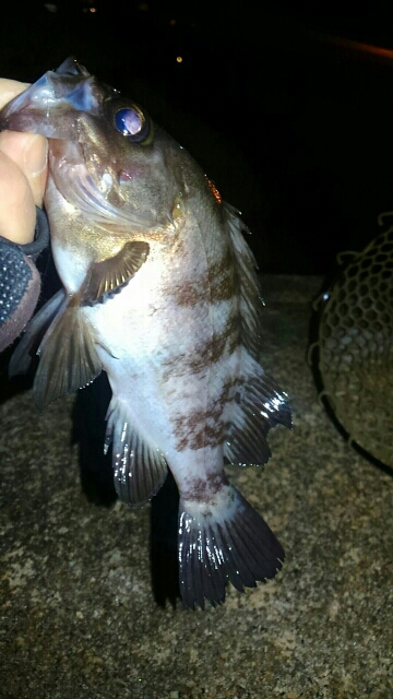 メバル26センチ