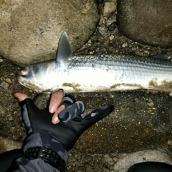 ジギング＆ライトゲーム