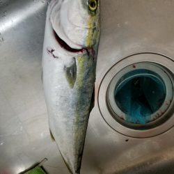 やっと釣れたで