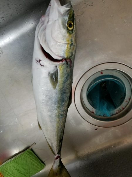 やっと釣れたで