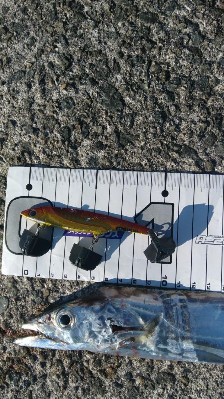 ケーソンで初の釣果