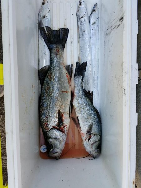 ルアーフィッシング