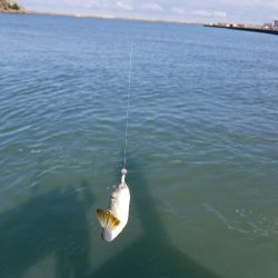 初チヌゲット！！