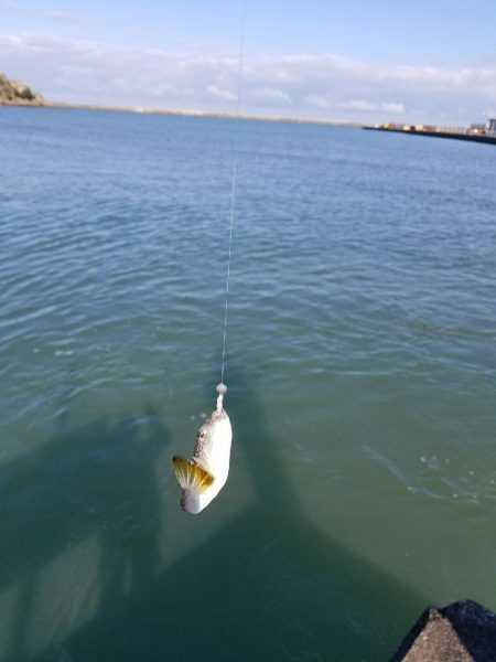 初チヌゲット！！