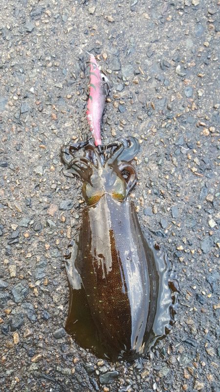 20171123曇雨晴霙