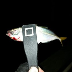 舞洲アジングNO6