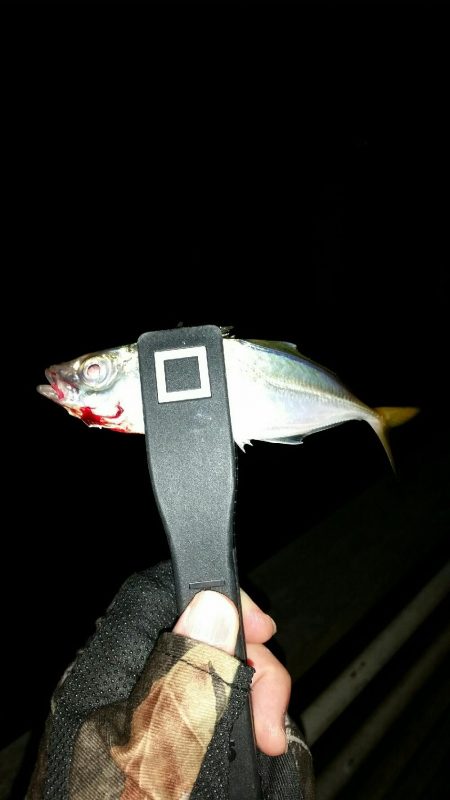 舞洲アジングNO6