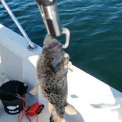 毒河豚からのー。