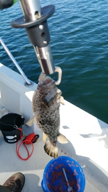 毒河豚からのー。