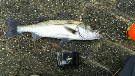 今日も仕事前に♪